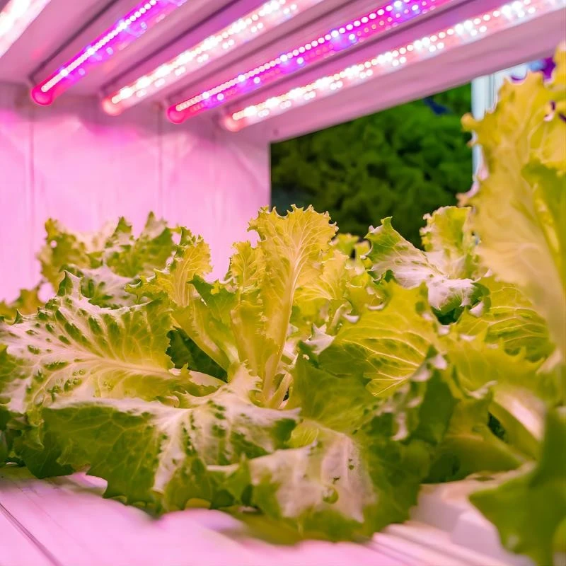Growing Vegetables With LED Lights