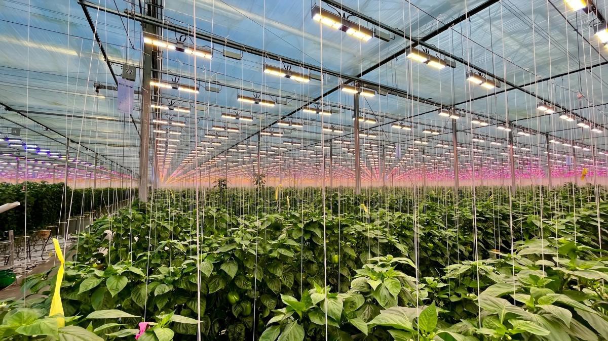 LED supplemental grow lights.jpg